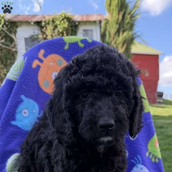 Lanie, Goldendoodle Puppy