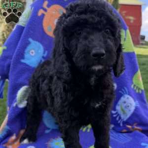 Lanie, Goldendoodle Puppy