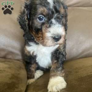 Karson, Mini Bernedoodle Puppy