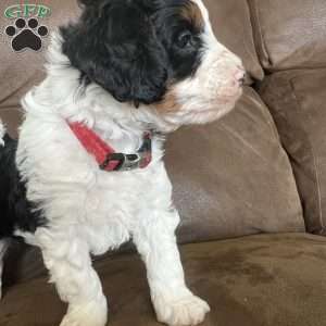 Kenny, Mini Bernedoodle Puppy
