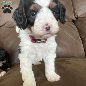 Kenny, Mini Bernedoodle Puppy