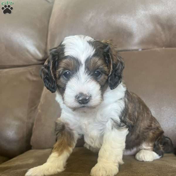 Kora, Mini Bernedoodle Puppy