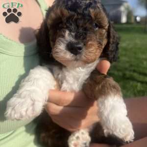 Kandy, Mini Bernedoodle Puppy
