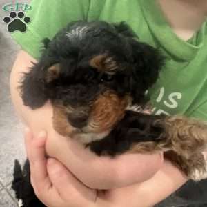 Keegan, Mini Bernedoodle Puppy