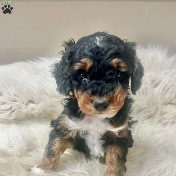 Keegan, Mini Bernedoodle Puppy
