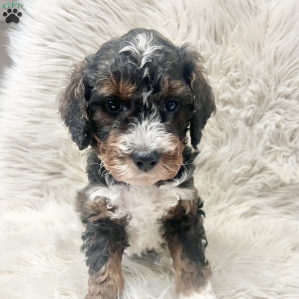 Karson, Mini Bernedoodle Puppy