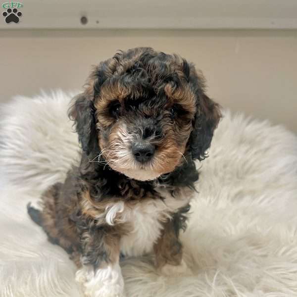 Kandy, Mini Bernedoodle Puppy