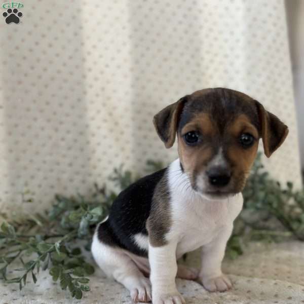 Harlem, Jack Russell Terrier Puppy