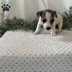 Hannah, Jack Russell Terrier Puppy