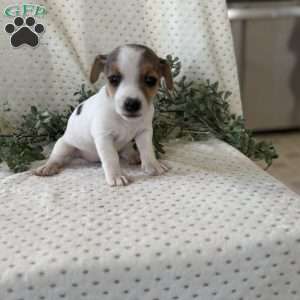 Hannah, Jack Russell Terrier Puppy
