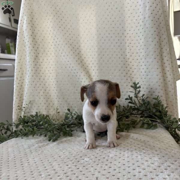 Hannah, Jack Russell Terrier Puppy