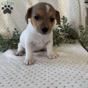 Haven, Jack Russell Terrier Puppy