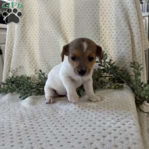Haven, Jack Russell Terrier Puppy