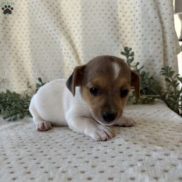 Haven, Jack Russell Terrier Puppy