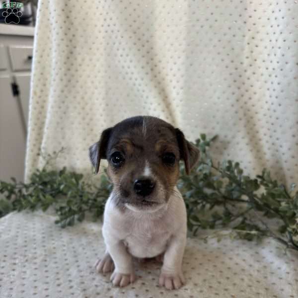 Hudson, Jack Russell Terrier Puppy