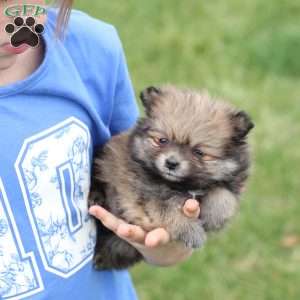 Jack, Pomeranian Puppy