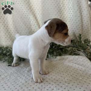 Harmony, Jack Russell Terrier Puppy