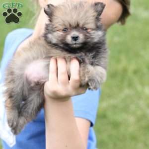 Jack, Pomeranian Puppy