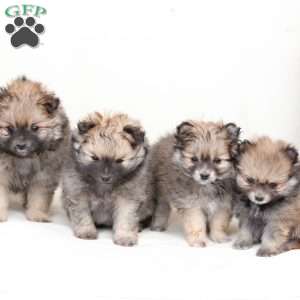 Lucy, Pomeranian Puppy