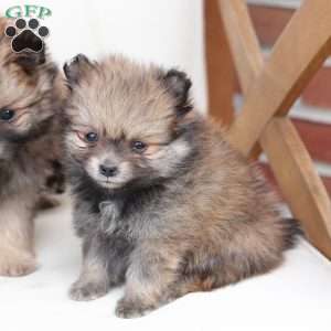 Jack, Pomeranian Puppy