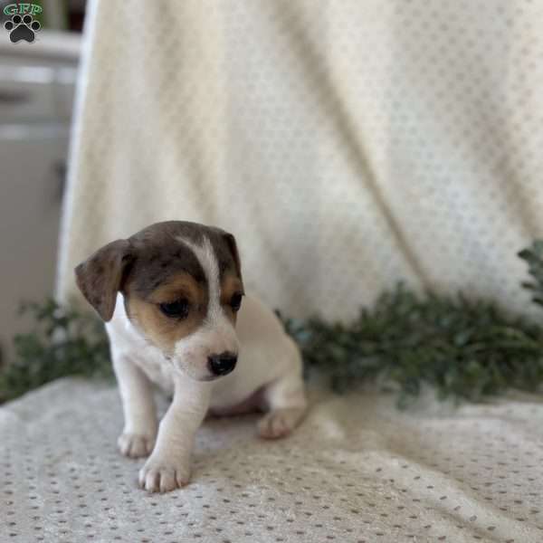 Harmony, Jack Russell Terrier Puppy