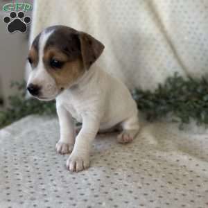 Harmony, Jack Russell Terrier Puppy