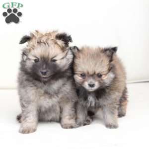 Jack, Pomeranian Puppy