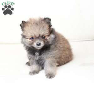 Jack, Pomeranian Puppy