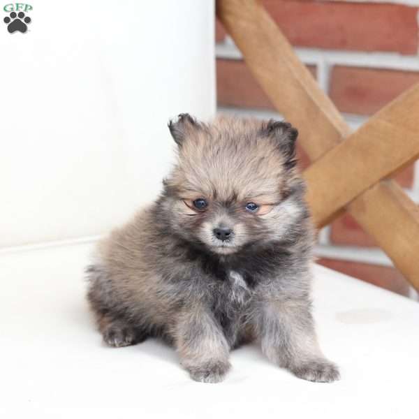 Jack, Pomeranian Puppy