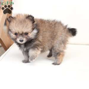 Jack, Pomeranian Puppy