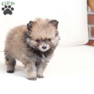Jack, Pomeranian Puppy