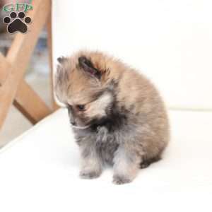 Jack, Pomeranian Puppy