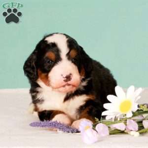 Ranger, Bernedoodle Puppy