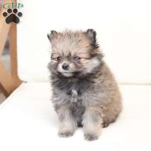 Jack, Pomeranian Puppy