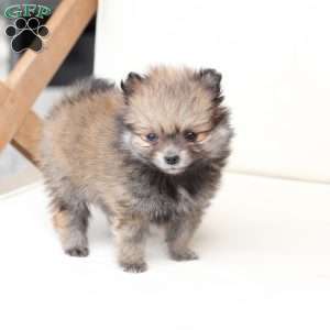 Jack, Pomeranian Puppy