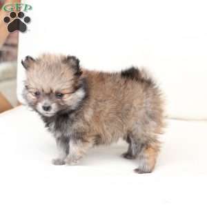 Jack, Pomeranian Puppy