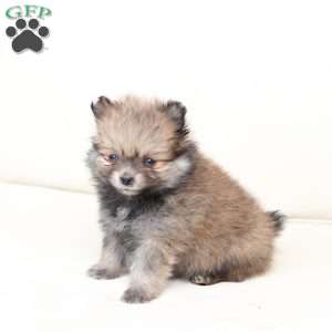 Jack, Pomeranian Puppy