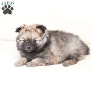 Rocky, Pomeranian Puppy