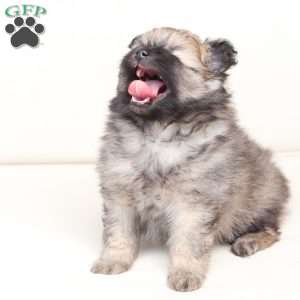 Rocky, Pomeranian Puppy