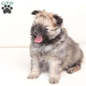 Rocky, Pomeranian Puppy