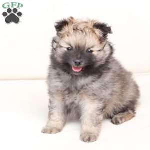 Rocky, Pomeranian Puppy