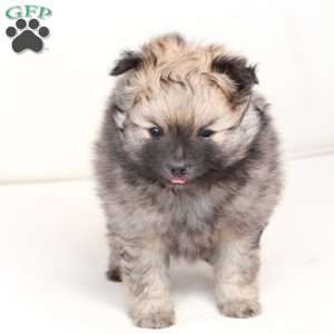 Rocky, Pomeranian Puppy