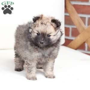 Rocky, Pomeranian Puppy