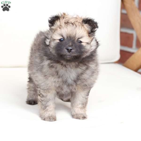 Rocky, Pomeranian Puppy