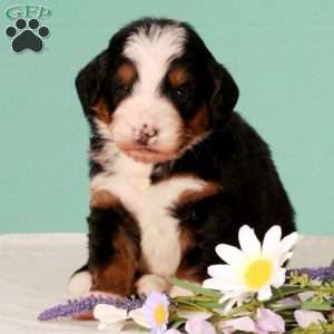 Rose, Bernedoodle Puppy