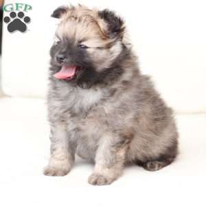 Rocky, Pomeranian Puppy