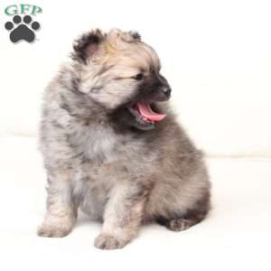 Rocky, Pomeranian Puppy