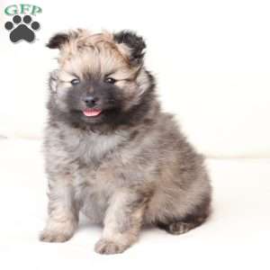 Rocky, Pomeranian Puppy