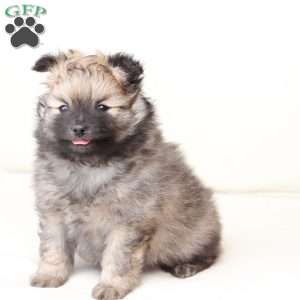 Rocky, Pomeranian Puppy