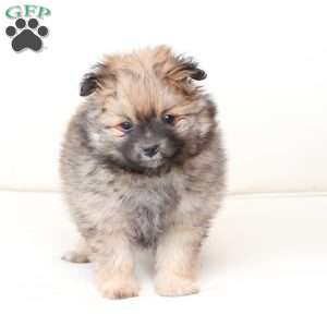 Lucy, Pomeranian Puppy